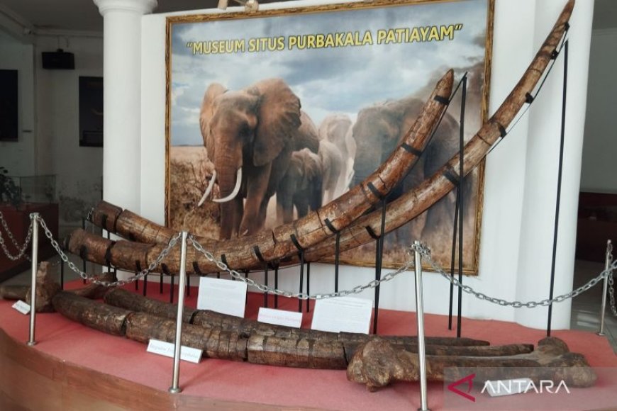 Penggalian fosil gajah purba diperluas